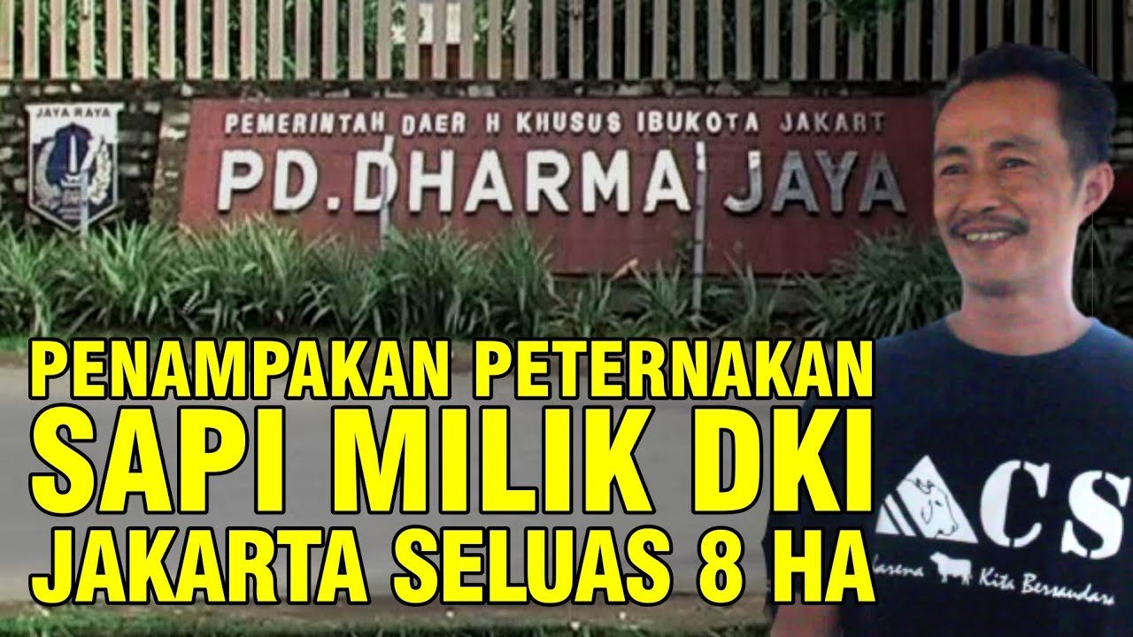 
                                 Peternakan-Sapi-Dharma-Jaya-DKI-Jakarta-Seluas-12-HA